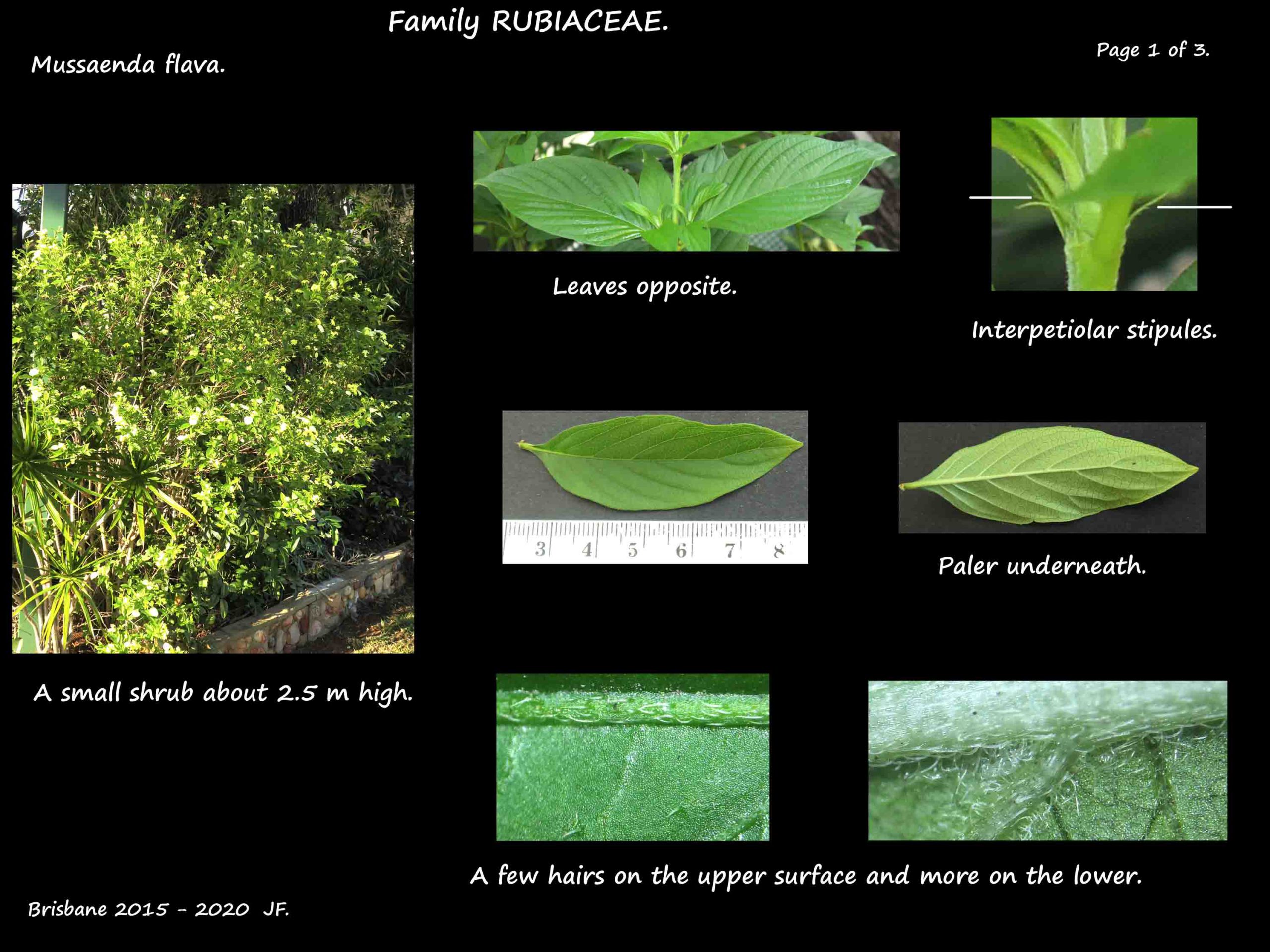 1 Mussaenda flava shrub & leaves